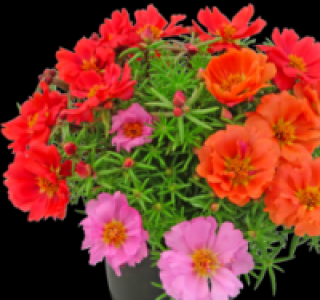 Portulakröschen 1.49 €