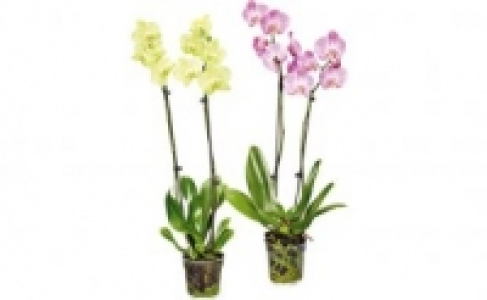 Schmetterlings-Orchidee 4.99&nbsp;&euro;