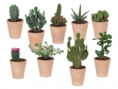 Kaktus/Sukkulente 0.59&nbsp;&euro;