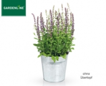 GARDENLINE®Staude