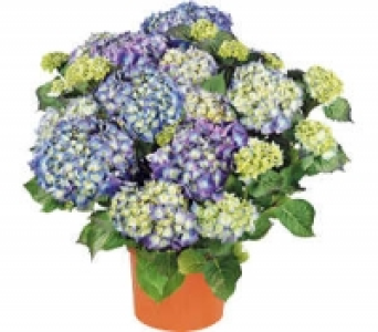 Hortensien Busch 6.99 €