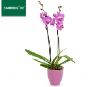 Aldi Süd  GARDENLINE®Orchidee im Keramiktopf