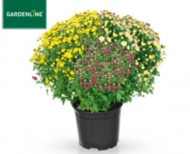 Aldi Süd  GARDENLINE®Chrysanthemen-Busch