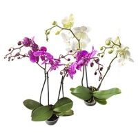 Real  Phalaenopsis, 2 Risper (Schmetterlings-Orchidee), versch. Farben und S