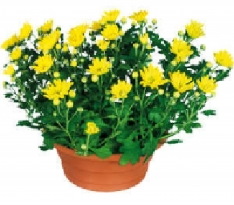 Chrysanthemen-Schale 3.99&nbsp;&euro;