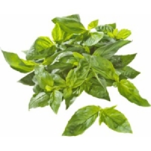 Frische Kr&auml;uter