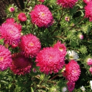 Sommeraster 1.99&nbsp;&euro;