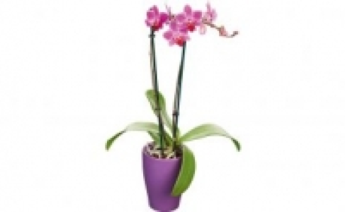 Schmetterlingsorchidee in Keramik 5.99 €