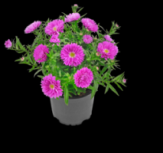 Glattblatt-Aster 1.29 €
