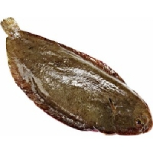 Seezunge