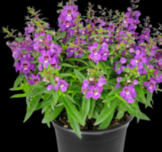 Angelonia 1.79&nbsp;&euro;