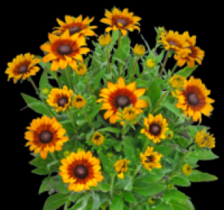 Sonnenhut 7.99 €