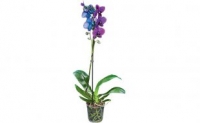 Netto  Kolorierte Schmetterlings- Orchidee