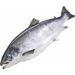 Lachs