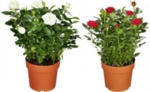 Rosenbusch 3.99 €