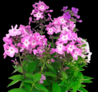 Flammenblume 1.99&nbsp;&euro;