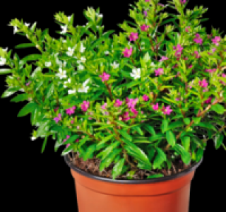 Glattblatt-Aster 1.79 €