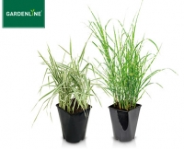 GARDENLINE®Winterhartes Ziergras 4.99 €