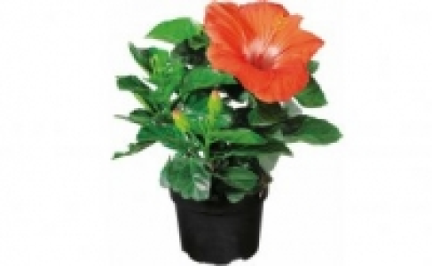 Hibiskus 2.99 €
