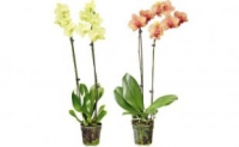 Schmetterlingsorchideen 5.99 €