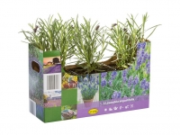 Lidl  Echter Lavendel (Lavandula angustifolia)