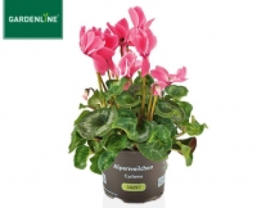 GARDENLINE&reg;Alpenveilchen