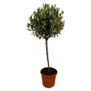 Olivenbaum 39.95&nbsp;&euro;