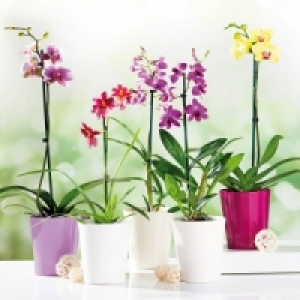 Orchideen-Mix 5.99 €