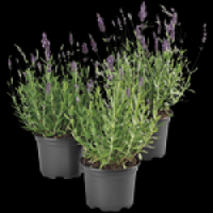 Lavendel