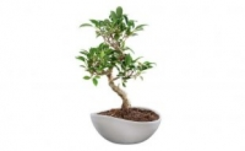 Bonsai 9.99 €