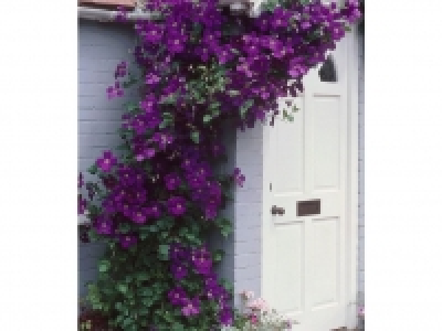 Clematis The President® Kletterpflanze, 1 Pflanze winterhart 0.99 €