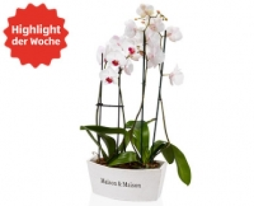 GARDENLINE®Exklusives Orchideen-Arrangement