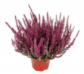 Sommerheide 1.00&nbsp;&euro;