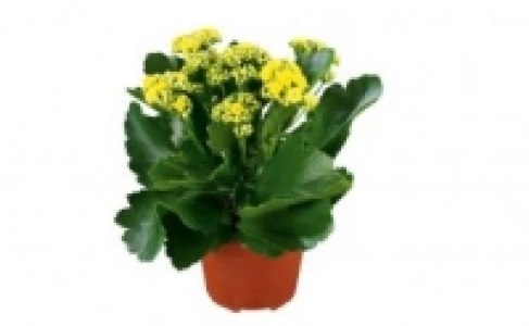Kalanchoe 1.99 €