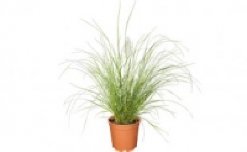 Ziergras 3.99 €