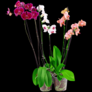 Schmetterlingsorchidee