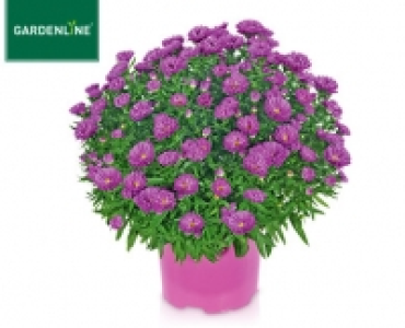 GARDENLINE®Herbstaster 2.99 €