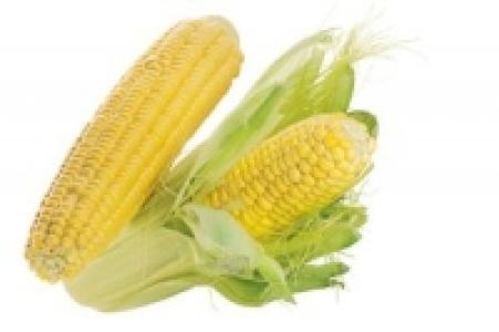 Frischer Zuckermais 1.49&nbsp;&euro;