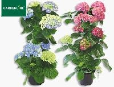 Hortensien Pyramide 7.99 €