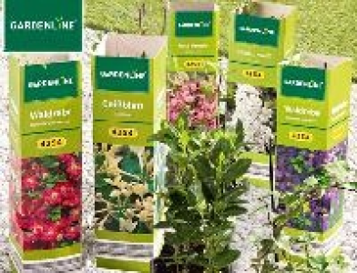Zierstrauch oder 1.49 €
