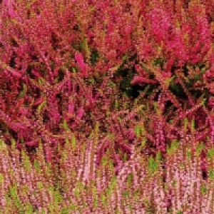 Calluna 2.99 €