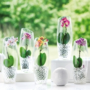 Mini-Phalaenopsis 6.99 €