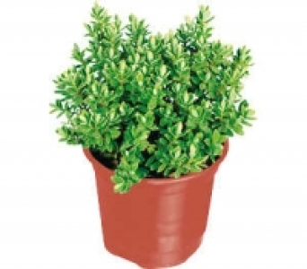 Strauchveronika 1.00 €