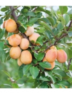 Hagebau  Obstbaum Mirabellen-Aprikose Miracose®