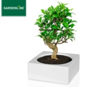 Aldi Süd  GARDENLINE®Bonsai in der Schale