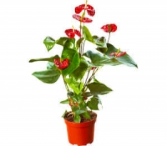 Flamingoblume 5.99 €