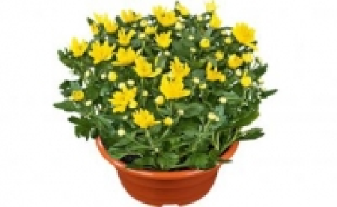 Chrysanthemen-Schale 2.99&nbsp;&euro;