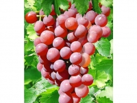 Lidl  Kernlose Tafel-Trauben Vanessa® Weinreben rot, 1 Pflanze, Vitis vini