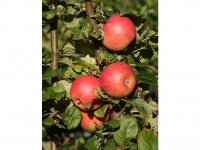Lidl  Apfel Alkmene, Spindel, langsam und schlank wachsend