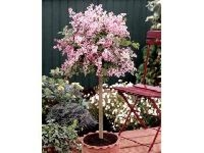 Amo Flieder Palibin als Stämmchen gezogen rosa blühend